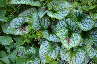 牡丹菊的完美搭配，花卉组合的艺术