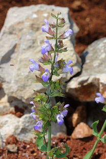 探索传统文化的奥秘,百科问答题目及答案大全 探索传统文化的奥秘,百科问答题目及答案大全
