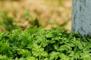 中国传统文化百部经典第一辑,传承千年的智慧与精神 中国传统文化百部经典第一辑,传承千年的智慧与精神