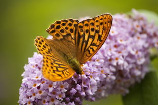 探索中国投资资讯网一尘网邮币卡官网，投资收藏新天地