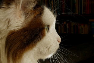 问财网APP，金融投资的智能助手