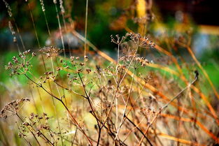 中国传统文化100集,传承千年的智慧与精神 中国传统文化100集,传承千年的智慧与精神